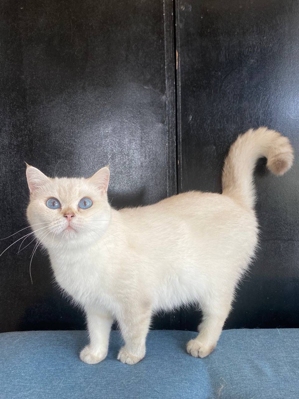 Animal Center for Sale at Kuantan, Pahang